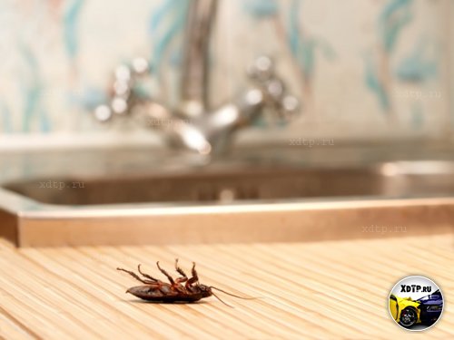 Как стопроцентно "выселить" тараканов из квартиры?